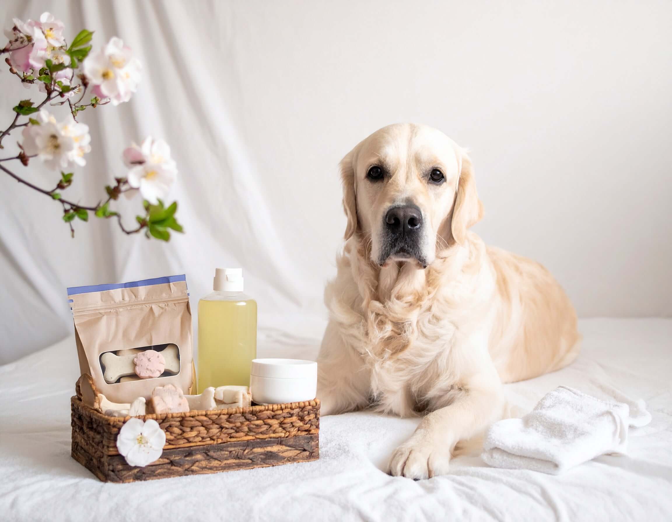 Golden retriever at the spa
