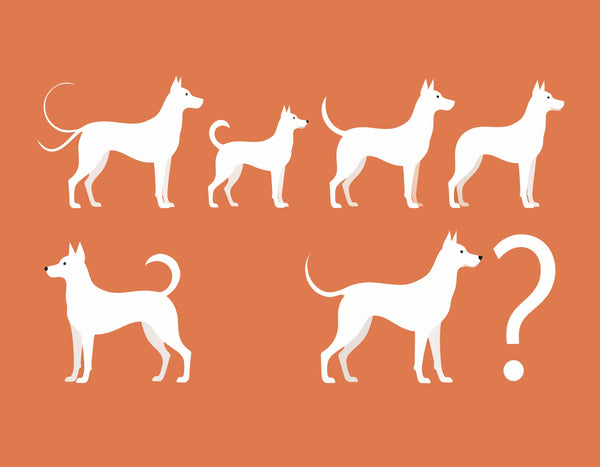 The Secret Language of Tail Wags: A Humorous Guide