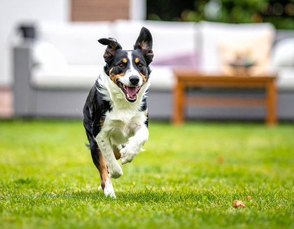 An Ode to the Zoomies: The Science Behind Your Dog's Frenzy