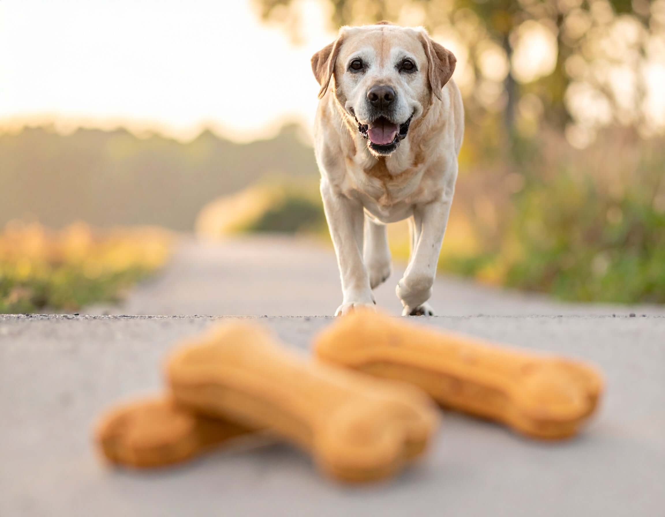 Supporting Your Dog's Joint Health Through Natural Ingredients