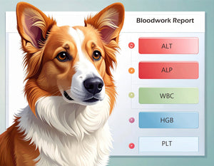 Decoding Your Dog's Bloodwork: What Those Vet Numbers Really Mean with a bloodwork report and a corgi dog.