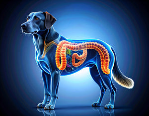 Dog digestive system
