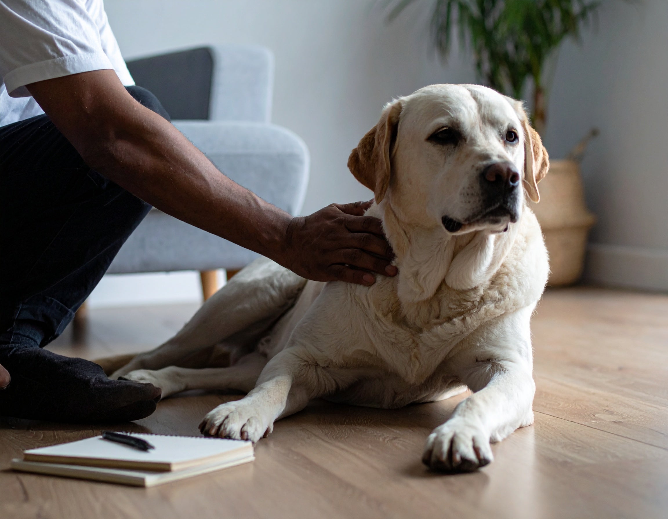 A relaxed dog and owner observing each other