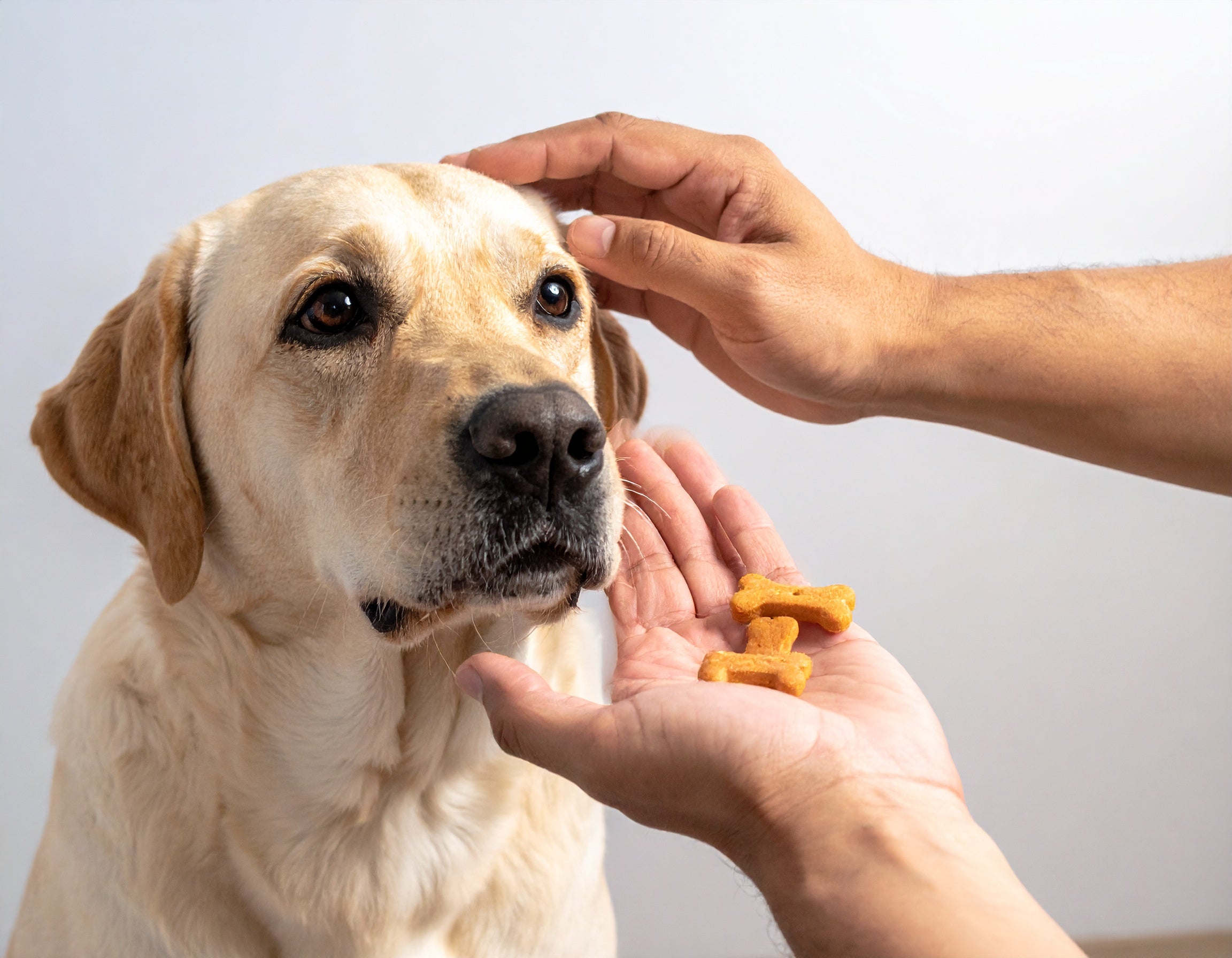 Soothing Salmon and Sweet Potato Delights
