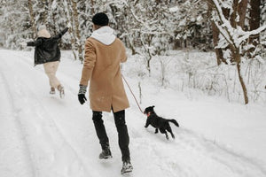Top Fun Winter Activities to Enjoy with Your Dog - Duke's Delights