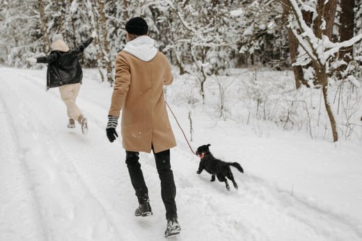 Top Fun Winter Activities to Enjoy with Your Dog - Duke's Delights