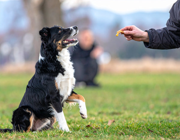 Training with treats