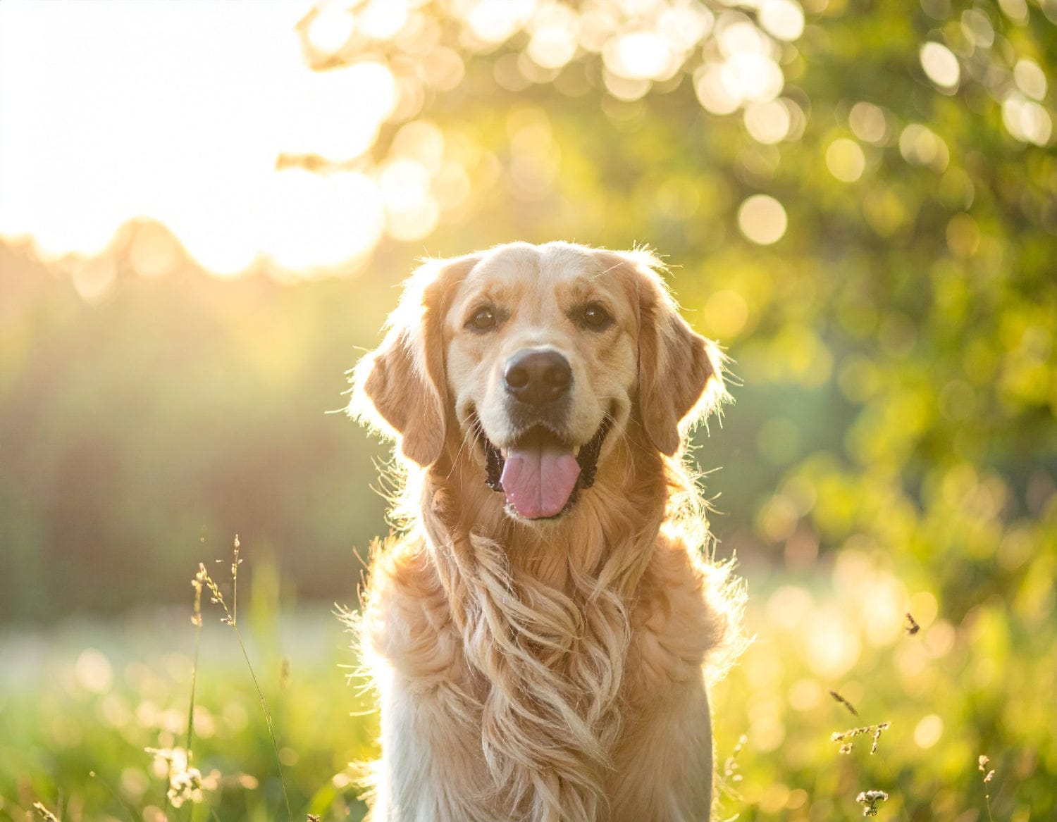 Golden retriever dog with a happy expression in a sunlit field